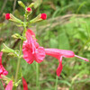 (154) Salvia coccinea