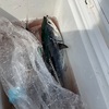 今日は釣れたよソウダガツオ