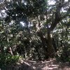 黄色のモコモコ