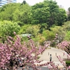 清水谷公園前の八重桜〈230406〉Double cherry blossoms in front of  Shimizudani Park