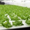 国内最大級の完全人工光型植物工場が本格稼働。17,000株/dayの生産規模を実現