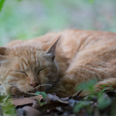 ねこりすと のカメラと写真生活