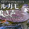 カルガモの鳴き声【野鳥図鑑・鳴き声図鑑】Anas zonorhyncha 　Spot-billed ducks