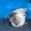 マラソン前日「伊勢シーパラダイス」で海獣たちに癒される