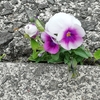 花が次々と　花盛りの時期へ(⌒∇⌒)