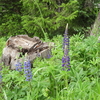 Wild Lupine