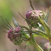 綺麗なしだれ桜と山菜料理いかがですか！？