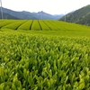 2024年一番茶開始
