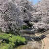 桜の満開〜　part 1🌸