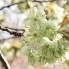 緑色の桜　御衣黄