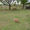 【臭いものに蓋】飼い犬のトイレ事情