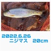 渓流ルアーの原点回帰でニジマスを釣る