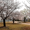 コロナ禍の桜