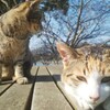 例えると飼い猫じゃないね野良猫って感じ