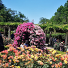 元宝塚　花乃まりあさんが　東京都【神代植物公園】の薔薇をご紹介　朝の情報番組【ZIP】