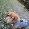 老犬ホームあん｜新人さんニーナ＾＾