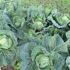 今週の野菜