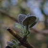 Paulownia tomentosa　キリ