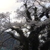 ハマイバの桜は・・