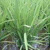 四十日目にして惑わず