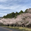 じいちゃんと桜と小さな罪と