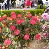 浜寺公園のバラ 見頃や開花状況 京都旅行のオススメ 浜寺公園のバラ 見頃や開花状況 京都旅行のオススメ