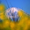 富士山と菜の花のジレンマ