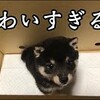 【豆柴】生後60日の子犬が家にやってきた！【可愛すぎる】