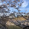 春、桜、お花見