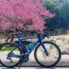 調査を兼ねた亀岡桜ライド