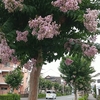 今日は概ね曇り？日中少し小雨！気温は早朝２４℃、日中は２６℃？
