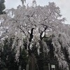 頼母子のしだれ桜のライトアップに行ってみました