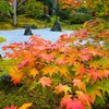 ２７６　紅葉の松島～京都っぽいバラ寺～