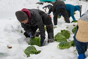 豪雪地の上越市牧区で雪下キャベツ「深山姫」の収穫始まる　雪を生かした特産品