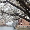 横浜の桜