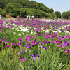 北山公園の花ショウブいろいろ