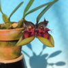 Bulbophyllum pingtungense