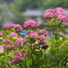 金沢の紫陽花寺【本興寺】（その１）