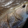 魚はバックできないのだから、頭がこちらに向いている限り主導権はこちらにある。