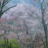 吉野山の桜・上千本～中千本の風景