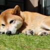 傾き犬週末シャンプー