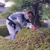 サツキの刈込み