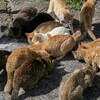 伊予灘に浮かぶ「猫島」、青島に行ったので写真を貼っていくよ