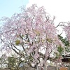 北野天満宮の桜、庭園で観賞！