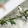 水辺の風景　2021年9月17日　シジュウカラを捉えたけれど・・・