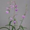 今日の花（2020.7.10）