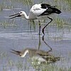 福井で発見の放鳥コウノトリ　１カ月半ぶり豊岡帰還（兵庫県）