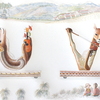 水彩画「Parade Urial-Vicuna(Vicugna)」 