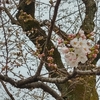 【桜便り】ソメイヨシノが開花