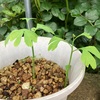 ギンナン　経過観察　2番目の発芽が追いつきそう